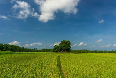 Scenic view of agricultural field against sky