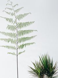 Low angle view of palm tree against clear sky