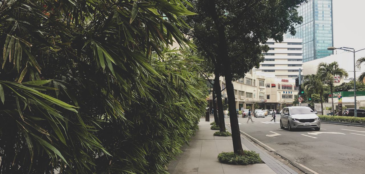 VIEW OF STREET AMIDST TREES IN CITY