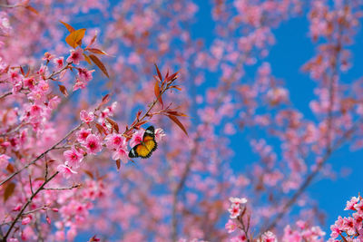 Close-up of insect on pink cherry blossom tree