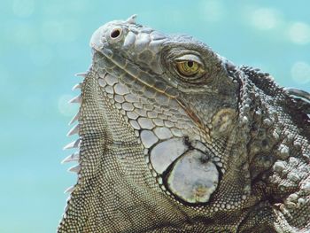 Close-up of iguana