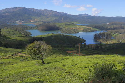 Avalanche lake in ooty with a tree in foreground