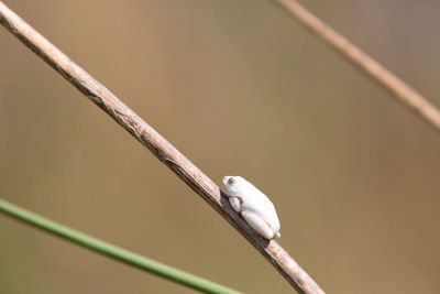 Close-up of bird perching on twig