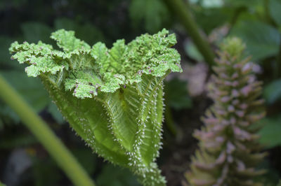 Close-up of green leaves