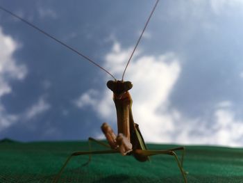 Close-up of grasshopper on field against sky
