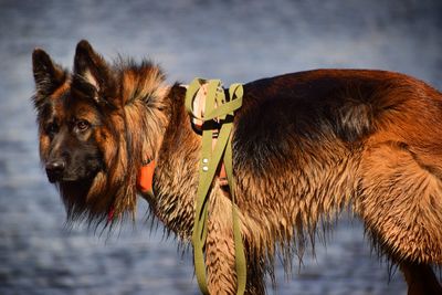 Close-up of a horse in a water