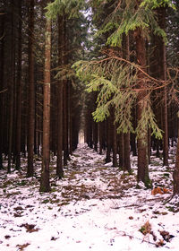 Trees in forest during winter