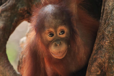 Close-up portrait of a monkey