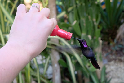 Close up feeding a humming bird by hand from a bottle