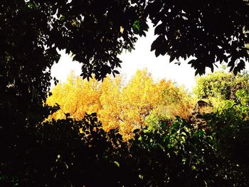 Yellow plants growing in forest against sky