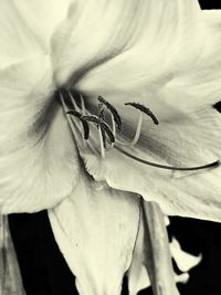 Close-up of flower against blurred background