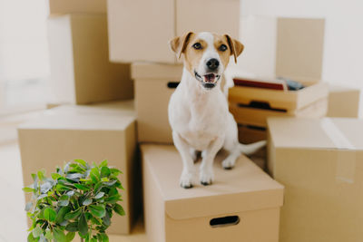 Portrait of dog sitting in box at home