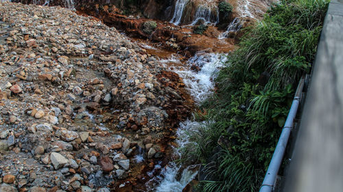 River amidst plants
