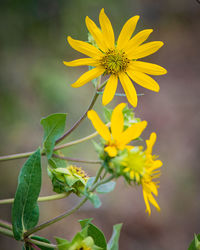 Close-up of yellow flowering plant