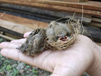 Close-up of hand holding bird