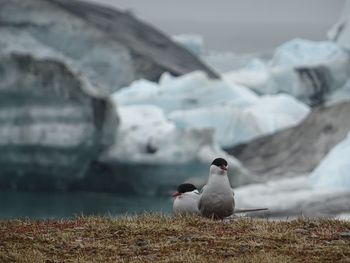 Birds on mountain