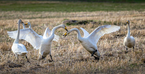 Swans on field