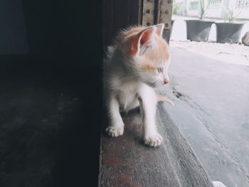 Cat looking away while sitting on floor