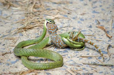 High angle view of lizard