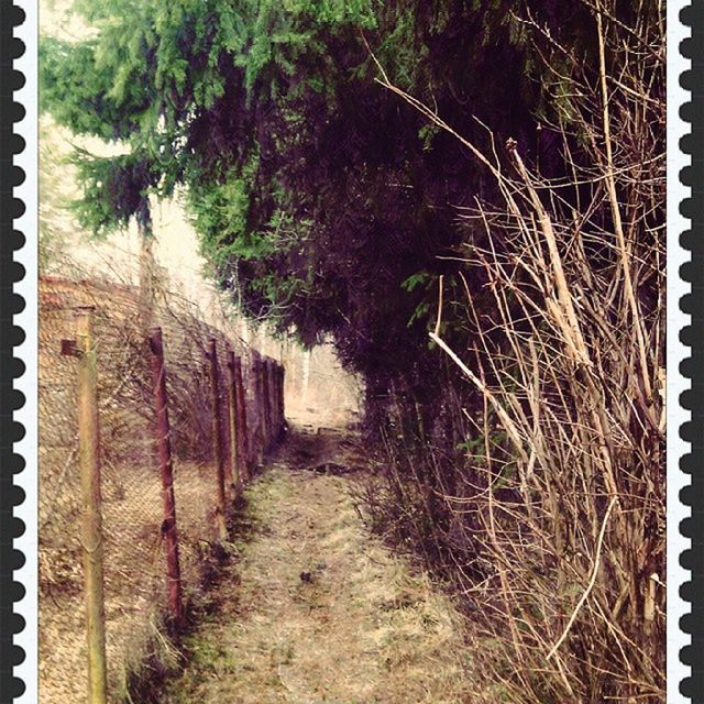 the way forward, tree, diminishing perspective, dirt road, vanishing point, growth, tranquility, nature, forest, plant, footpath, narrow, day, outdoors, pathway, no people, walkway, auto post production filter, long, built structure