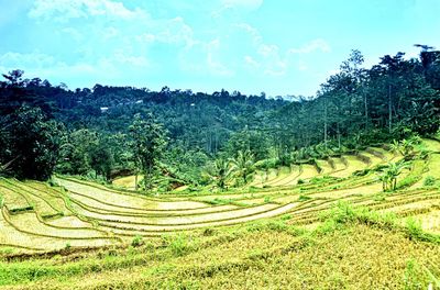 Trees on field against sky