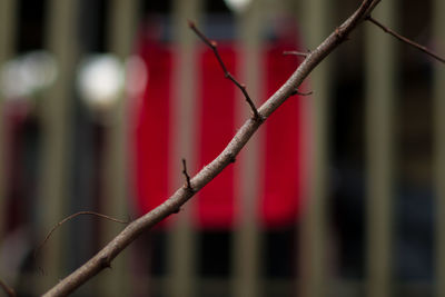 Close-up of red buds on branch