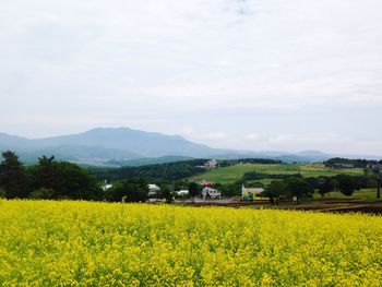 Scenic view of field against clear sky