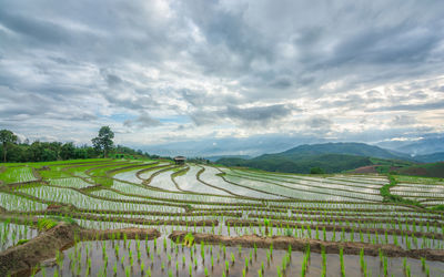 Scenic view of agricultural field against sky