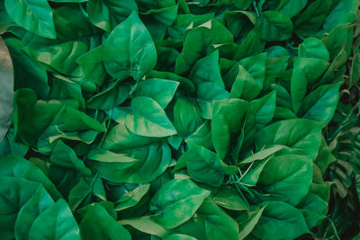 Full frame shot of green leaves