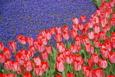 Full frame of flowerbed blooming outdoors