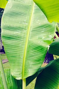 Close-up of green leaf