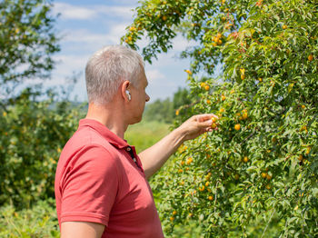 A man picks a yellow plum on a green tree. branches with ripe yellow fruits of cherry plum. 