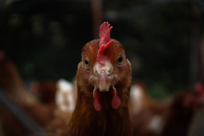 Close-up portrait of rooster