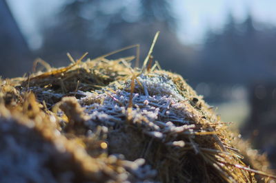 Close-up of plant