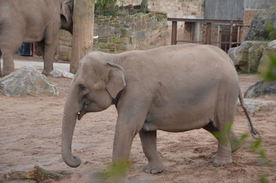 View of elephant in zoo