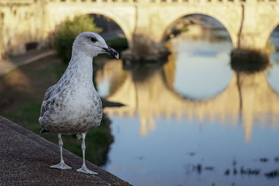 Close-up of seagull perching on water