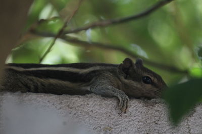 Squirrel life 
