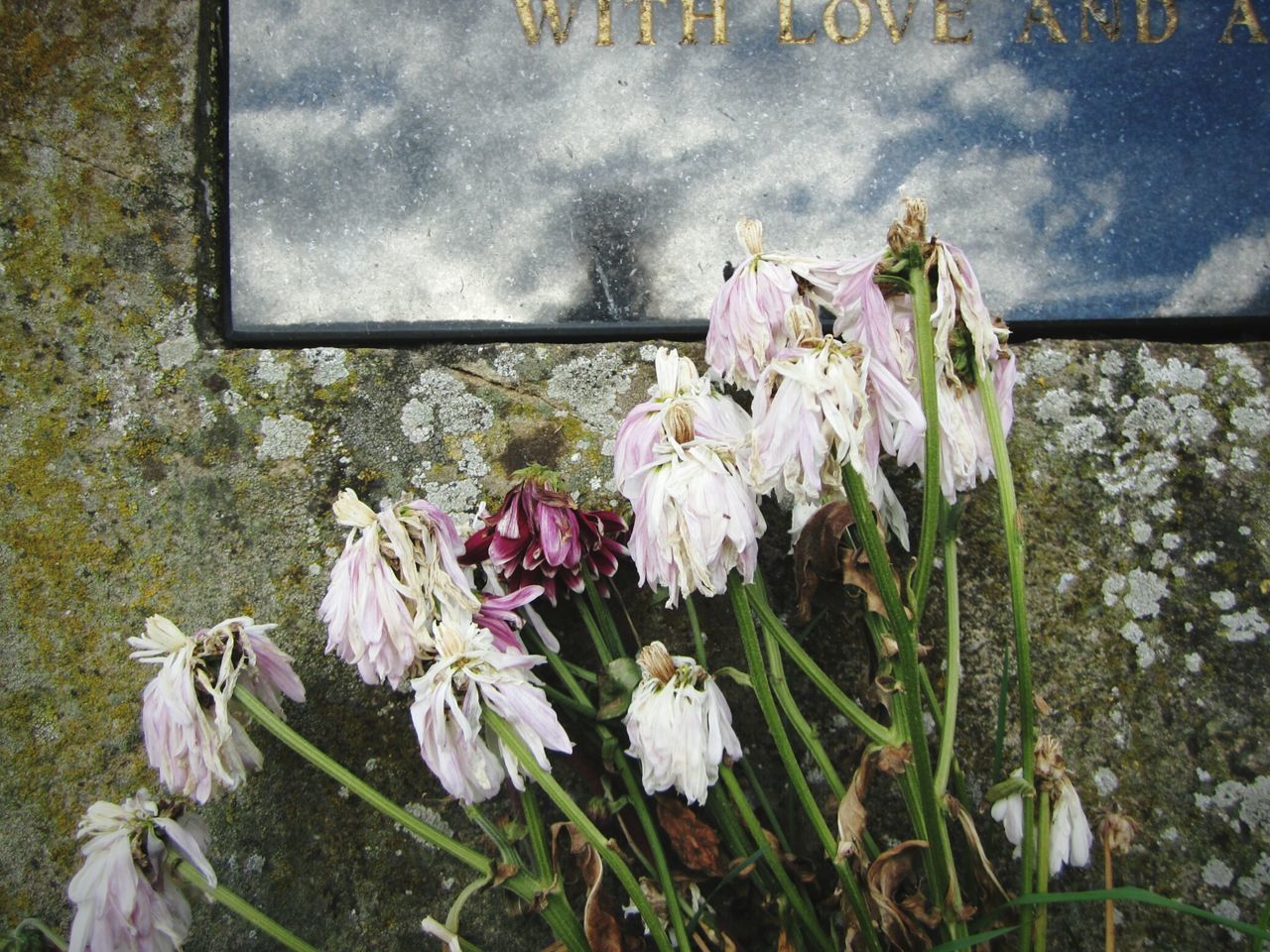 HIGH ANGLE VIEW OF FLOWERING PLANTS BY WALL