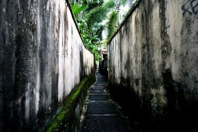 Walkway amidst trees