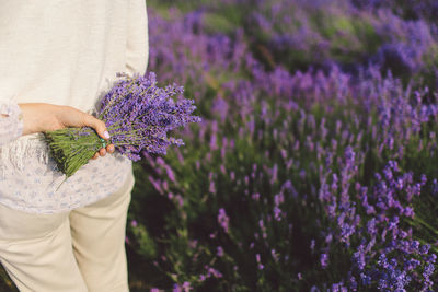 Midsection of woman holding lavender flowers on field