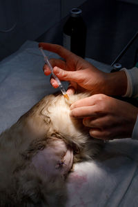 Unrecognizable veterinarian giving a deworming vaccine with syringe in a cat on table in vet clinic