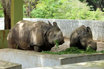 View of elephant in zoo