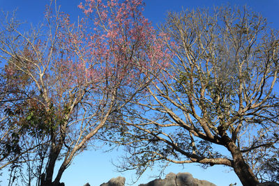 Low angle view of tree against blue sky