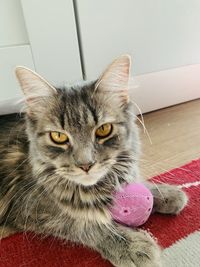 Close-up portrait of cat relaxing at home