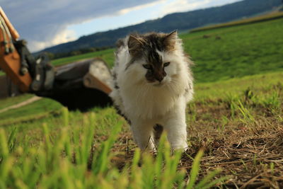 Portrait of sheep on field