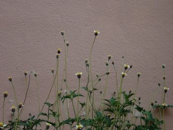 Close-up view of plants