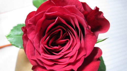 Close-up of red rose blooming outdoors