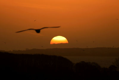 Silhouette bird flying in sky during sunrise