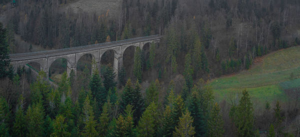 Panoramic shot of bridge and trees in forest