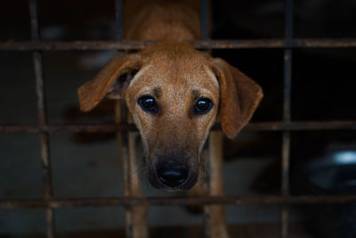 Portrait of dog